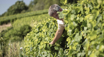 Biodynamic Farming in Champagne